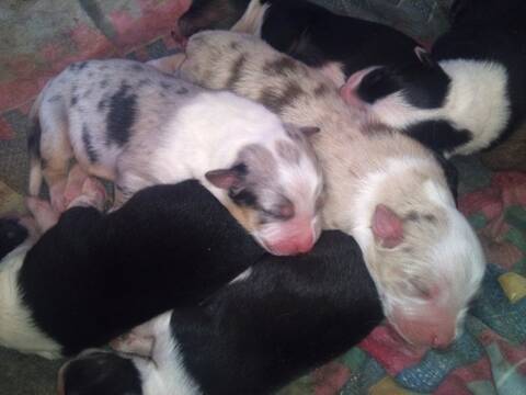 Vend Chiots Berger Australien