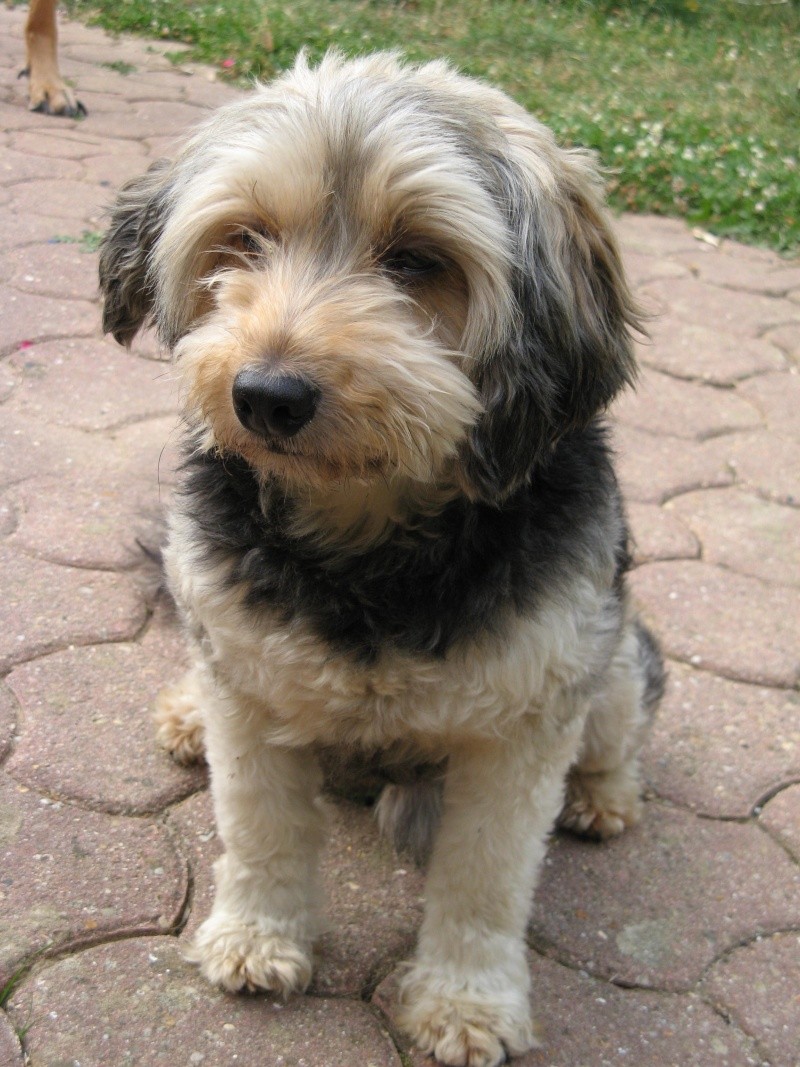 BALOO, croisé caniche/Lhassa apso, 5 ans - M  Img_5510