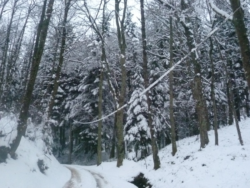 Neve sulle Pizzorne 30 - 01 - 2011 .  P1030110