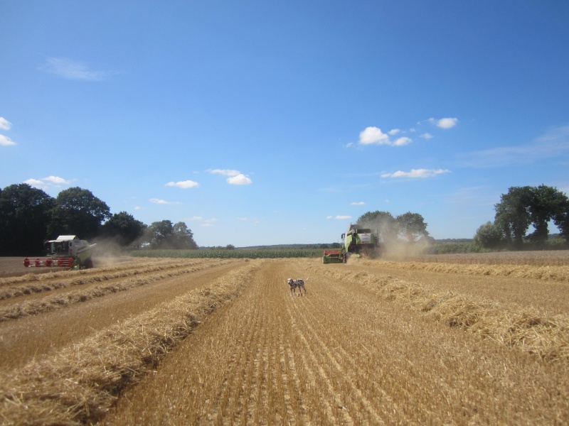 lexion a l'essai  Lexion12