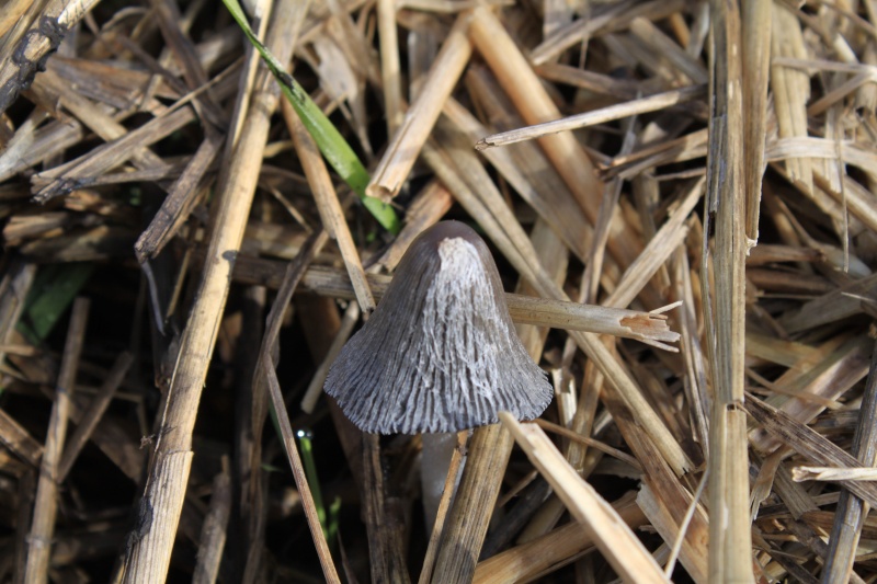 les premiers champignons dans le sud Sarthe Img_7912