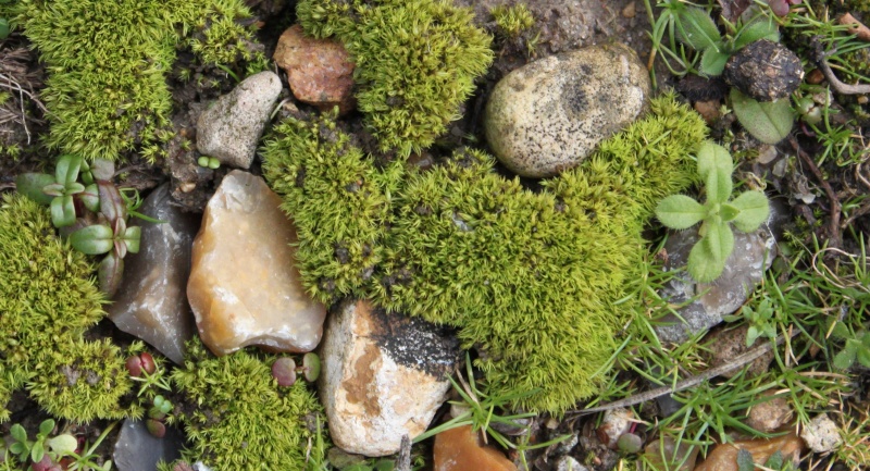Mousses et lichens Mousse10
