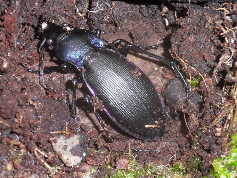 carabus (Megodontus) purpurascens n. monnayensis Sdc11310
