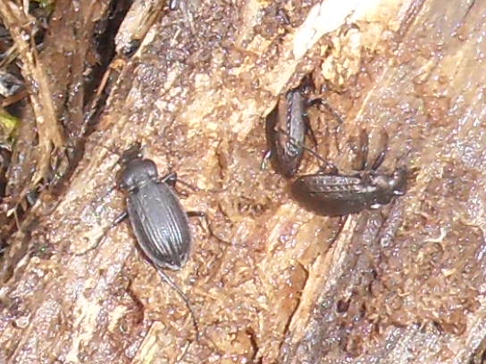 Carabus. granulatus et son biotope Sdc11317