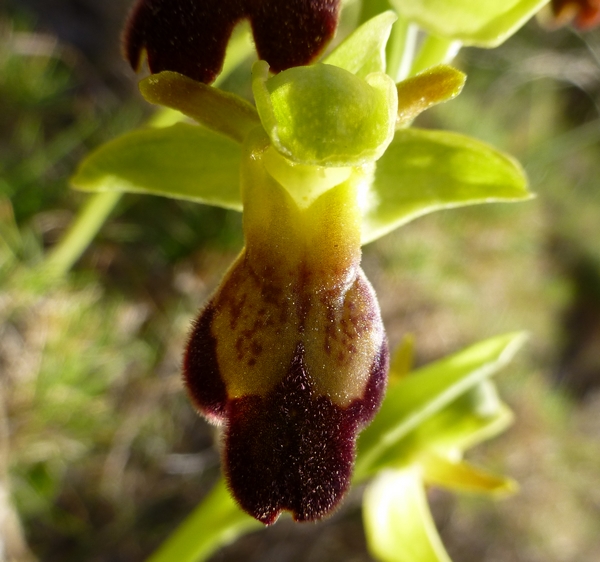 Ophrys lupercalis P1000110