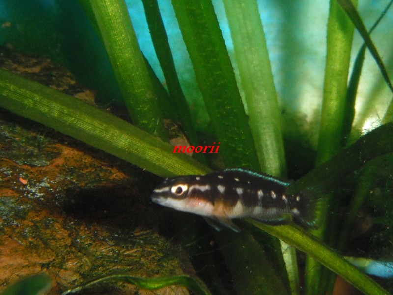 Julidochromis transcriptus Bemba - Page 2 003611