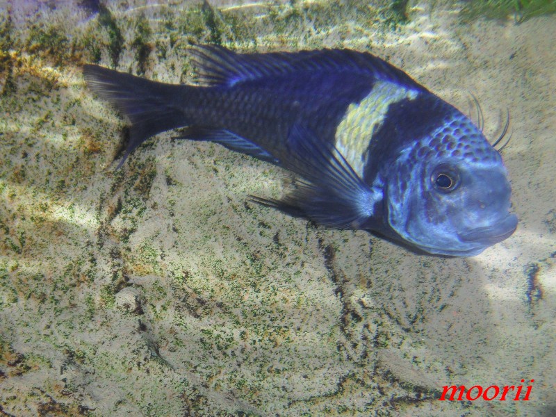 Tropheus duboisi Maswa 007710