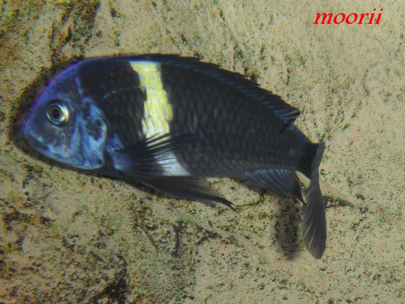 Tropheus duboisi Maswa 007910