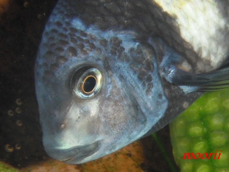 Tropheus duboisi Maswa 010910