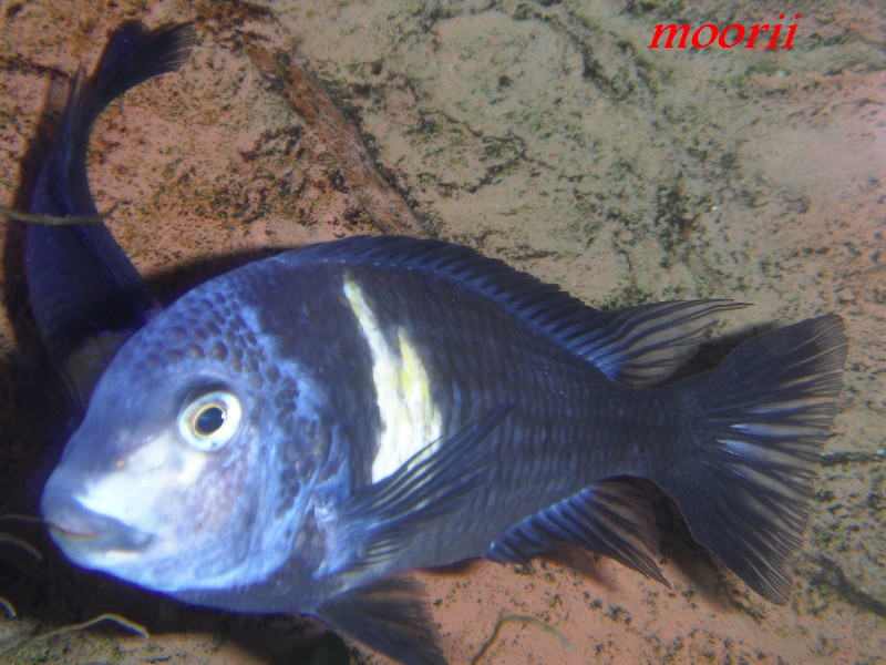 Tropheus duboisi Maswa 011410