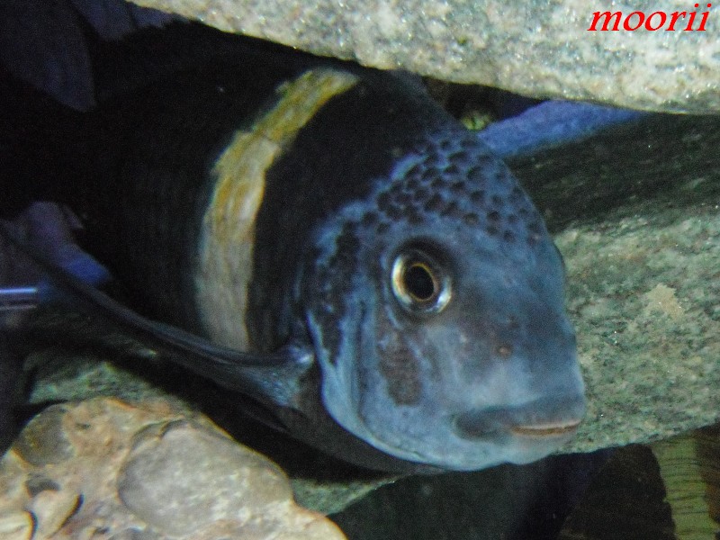 Tropheus duboisi Maswa 011510