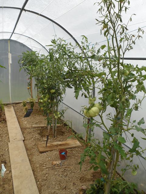 Cultiver des tomates dans une serre - Page 2 00110