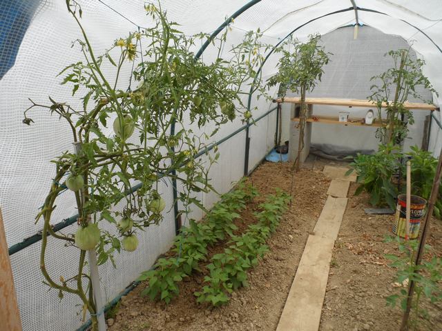 Cultiver des tomates dans une serre - Page 2 00410