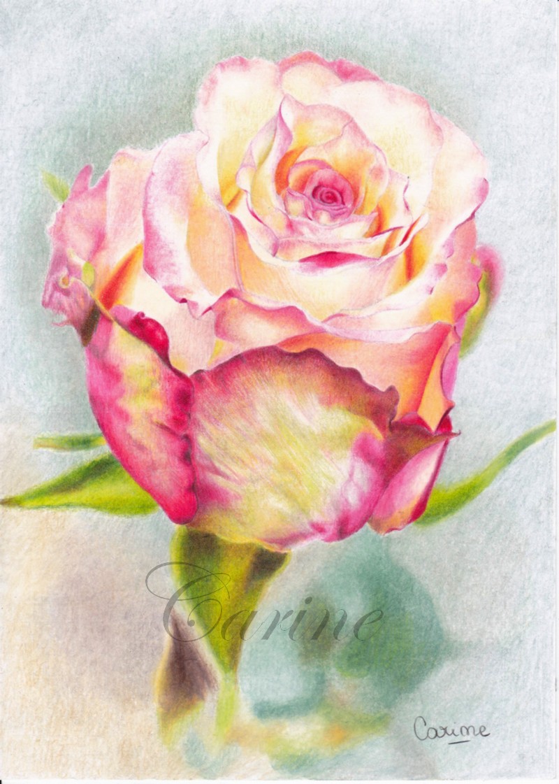Rose [crayons de couleurs]  Bouton13