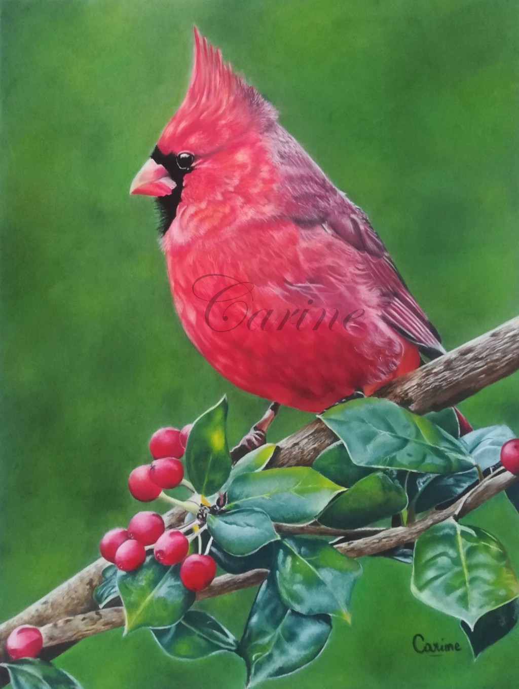 Oiseau cardinal rouge [pastel sec] Oiseau11