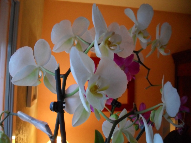 floraisons des orchidées - Page 7 00110
