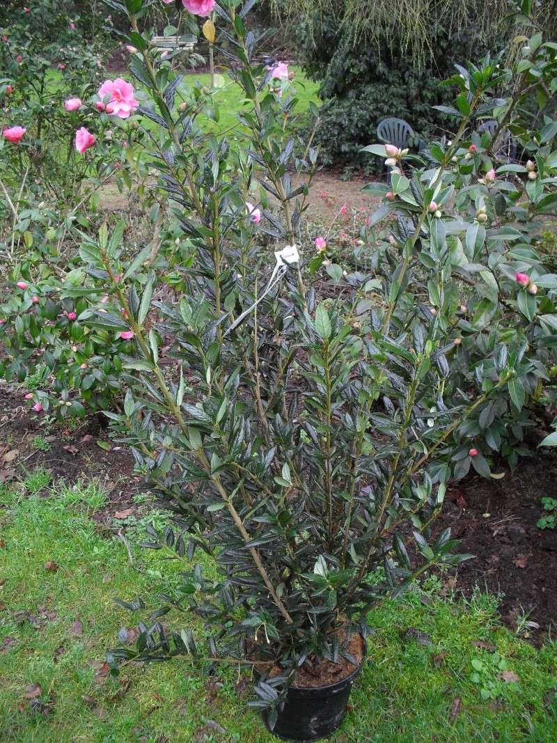 Crinodendron hookerianum. Crinodendron patagua 00118