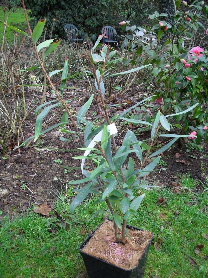 Embothrium coccineum 00219