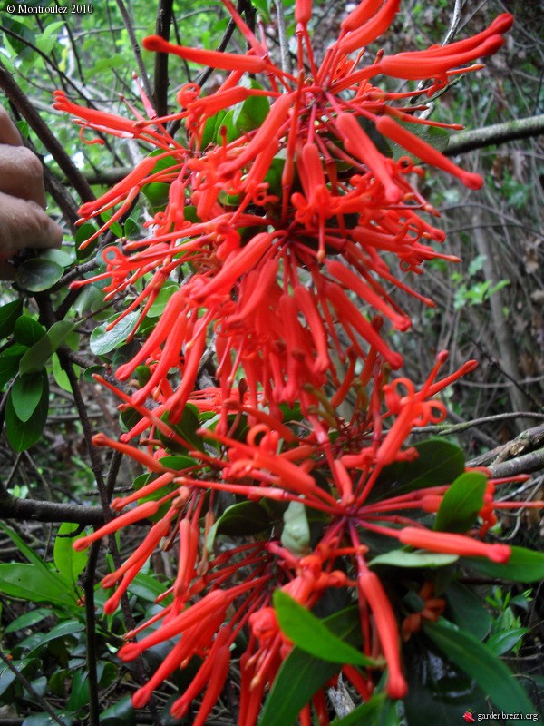 embothrium - Embothrium coccineum Emboth10