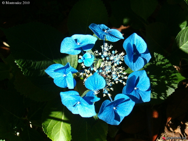 Hortensias  Horten10