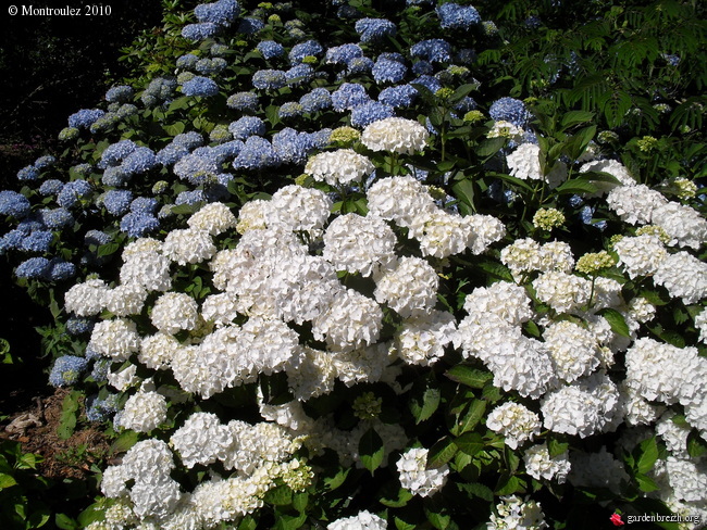 hortensias - Hortensias  Horten11