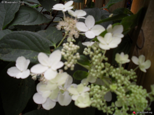 Hortensias Hydran10