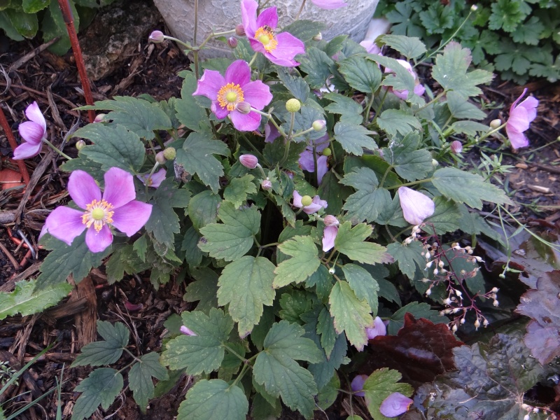 anemones du japon  - Page 2 Dsc01827