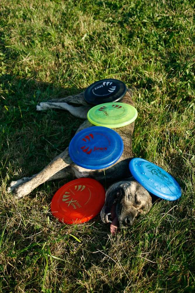 Comment apprendre à son chien à attraper un frisbee au vol ? 05_07_10
