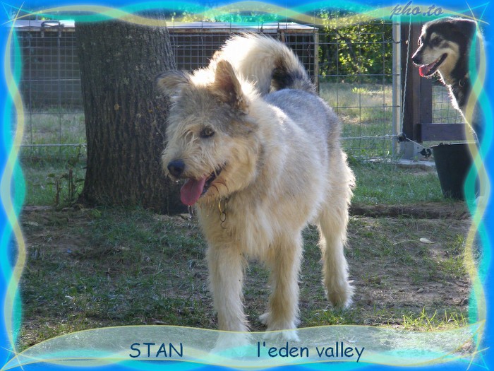 STAN x husky né en 2008 Eden Valley  pas d'enfants  ASSO65 ADOPTE Stan_e10