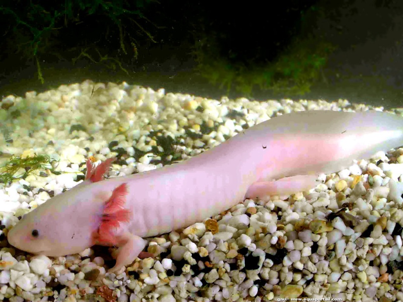 [Fiche/espèce] - L'Axolotl Ambyst10