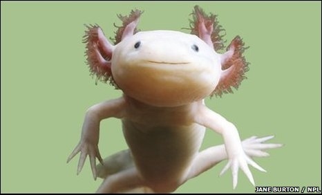 [Fiche/espèce] - L'Axolotl Axolot10