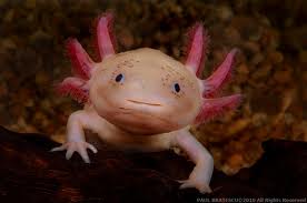 [Fiche/espèce] - L'Axolotl Images10