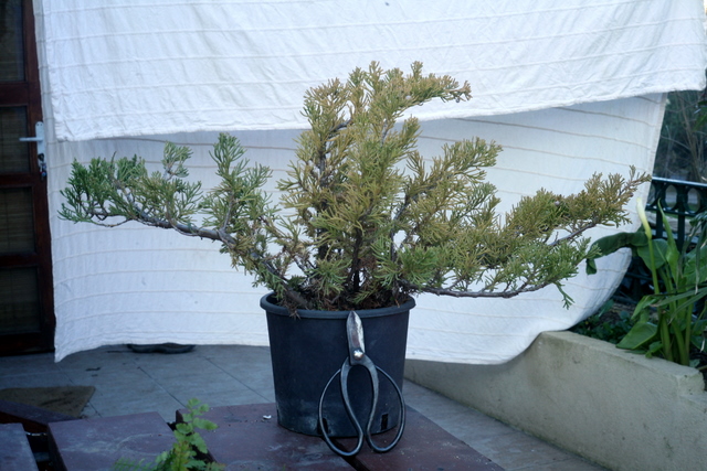 Any ideas on the style of  this juniper san jose? Img_0816