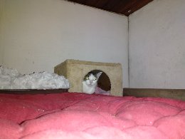  ( SAUVETAGE ) OCTAVIA, Européenne, Tabby Blanc Brun, 2 ans , F 15637110