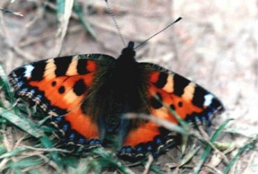 les papillons Aglais10