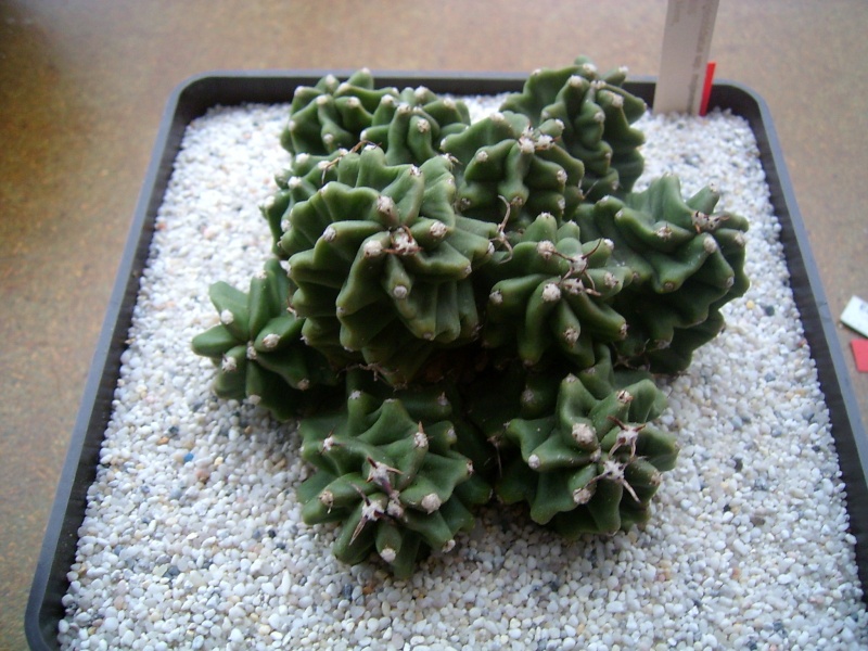Umpflanzen von Ecc.triglo.ssp.moyav.forma inermis Arioca18