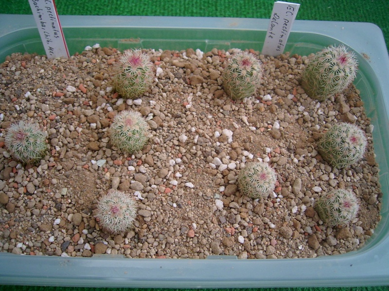 Echinocereus-Aussaaten Achim / Elke im Vergleich - Seite 2 Pflanz10