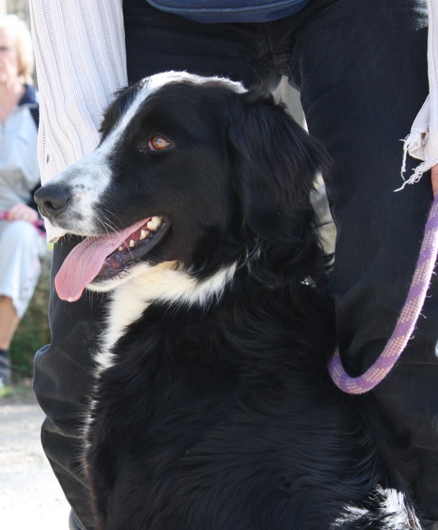 RITA X Border collie 250269802129157 Img_2746