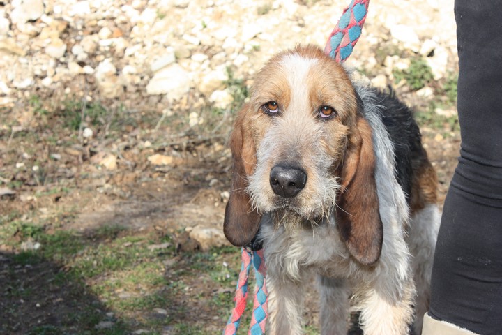 GUSTAVE  -  Griffon  2 ans  -  REFUGE DE L'ANGOUMOIS A MORNAC  (16) Img_8422