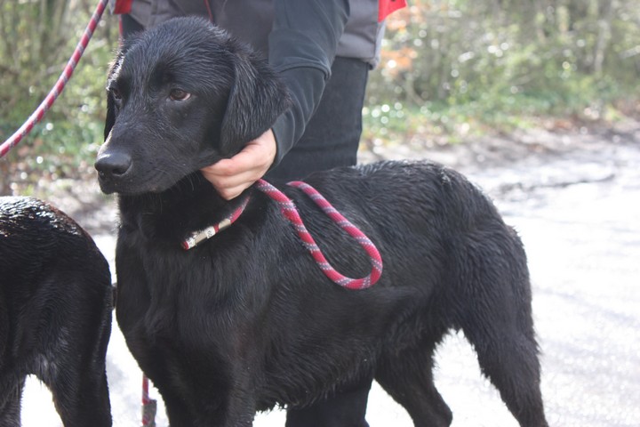 HELOU Croisé Labrador noir mâle 1 an (SPA Angoulême 16) Img_8540