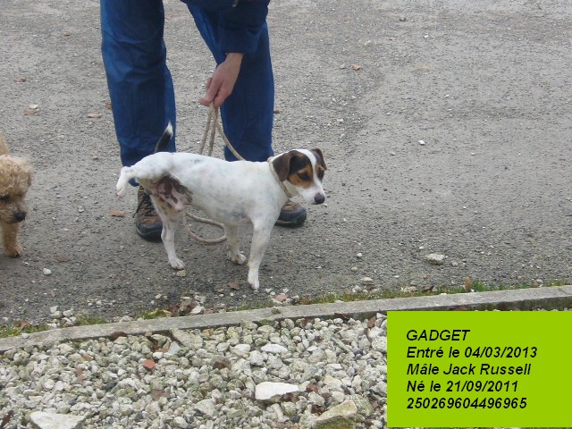 GADGET Jack Russell 250269604496965 P1150447