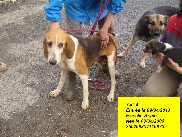 Urgent - YALA - anglo 7 ans - Refuge de l'Angoumois à Mornac (16) P1150816