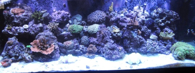 gallon - Ritter's 75 Gallon Reef - Page 2 Img_0435