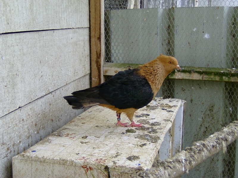Femelle pigeon de race "Bouvreuil" Bild0212