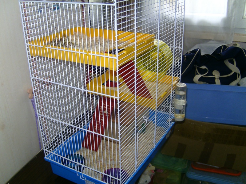 Nouvelle grande cage pour ma hamster Bild3729