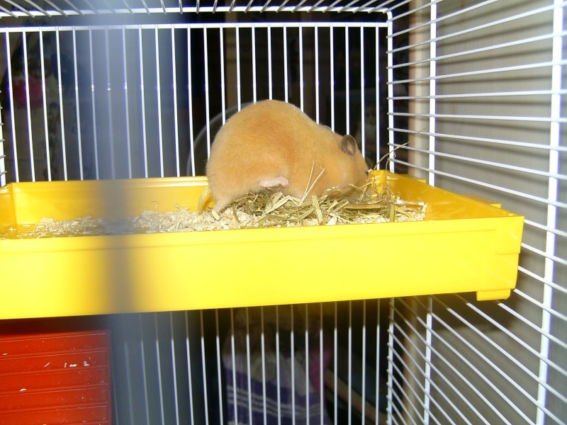 Nouvelle grande cage pour ma hamster Bild3730