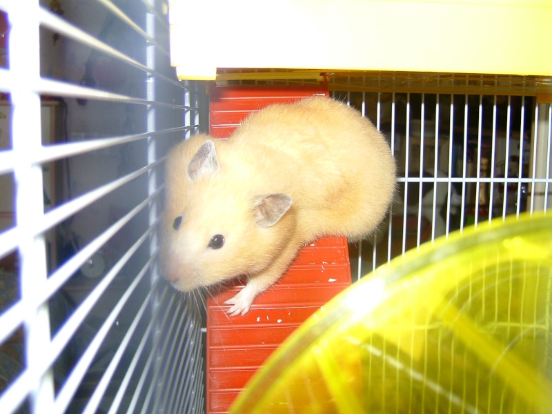 Nouvelle grande cage pour ma hamster Bild3731