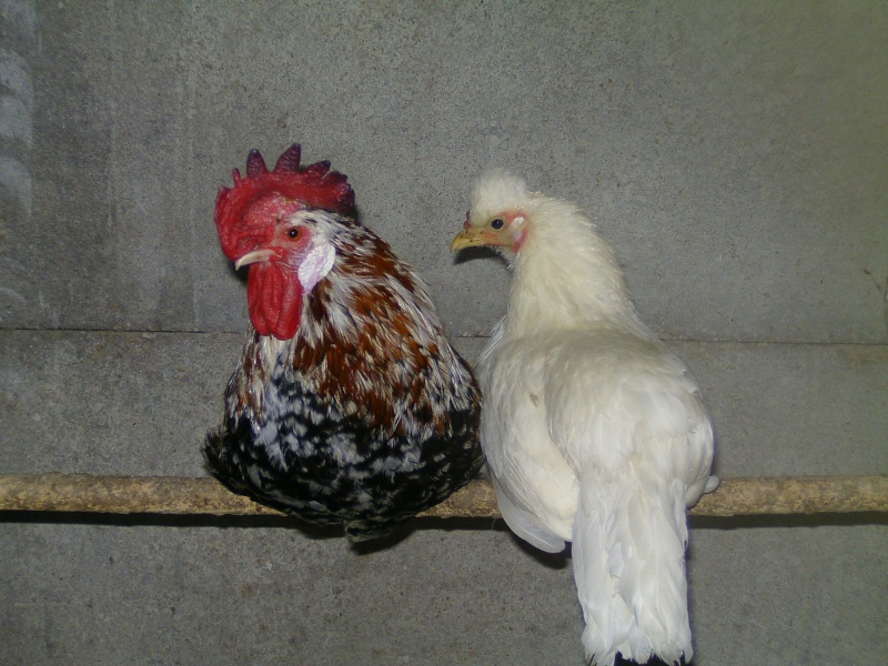 Mes poules et coqs  Photo184