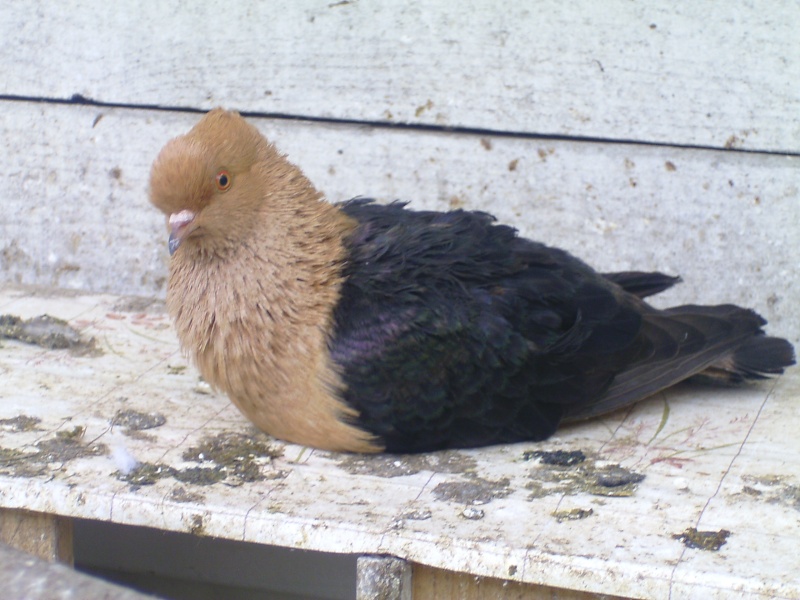 Femelle pigeon de race "Bouvreuil" Photo199