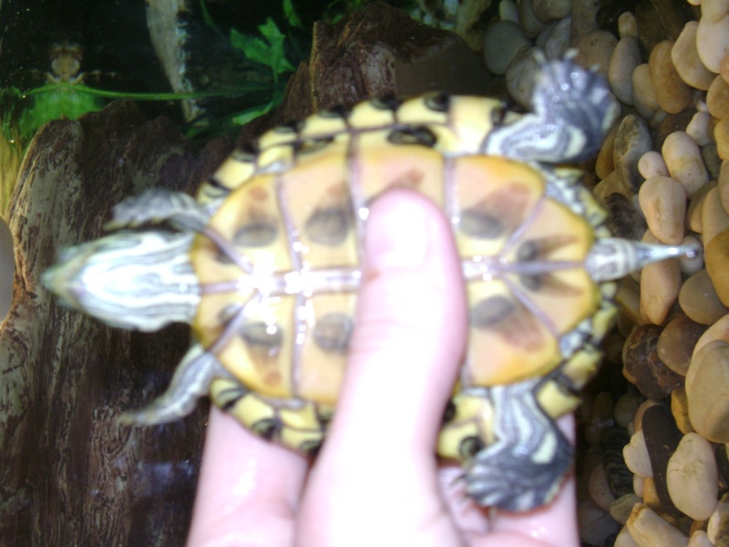 Cohabitation grosses tortues avec petite nouvelle Tortue13